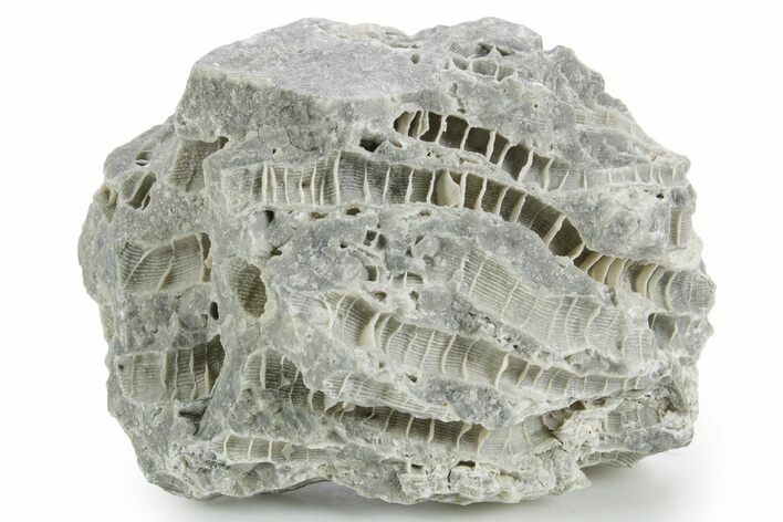 Silurian Dolostone w/ Sparkling Fossil Coral (Fletcheria) - Ohio #346066